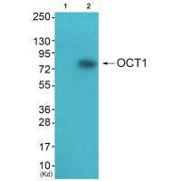 POU2F1 Antibody