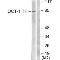 POU2F1 Antibody