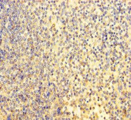 POU3F2 Antibody