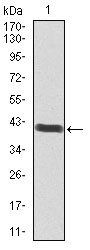 POU3F2 Antibody