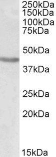 POU3F2/BRN2/OCT7 Antibody