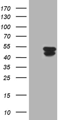 POU4F3 Antibody