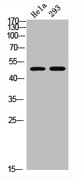 POU5F1 Antibody