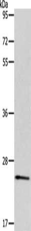 PLPP2 Antibody