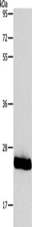 PLPP2 Antibody