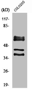 PPHLN1 Antibody