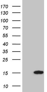 PPIH Antibody
