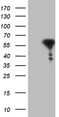 PPIH Antibody