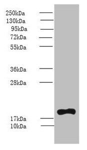 PPIH Antibody