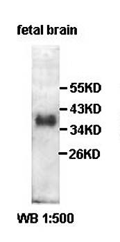 PPP1CB Rabbit Polyclonal Antibody