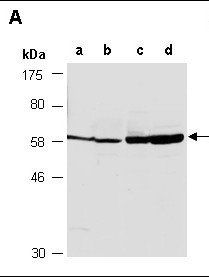 PPP2R2C (C) Antibody, Rabbit Polyclonal