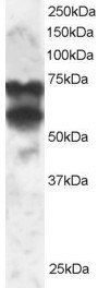 PPP2R5D Antibody