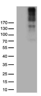 PPP4C Antibody
