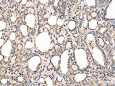 PPP5C Antibody