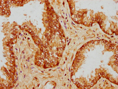 PPP5C Antibody