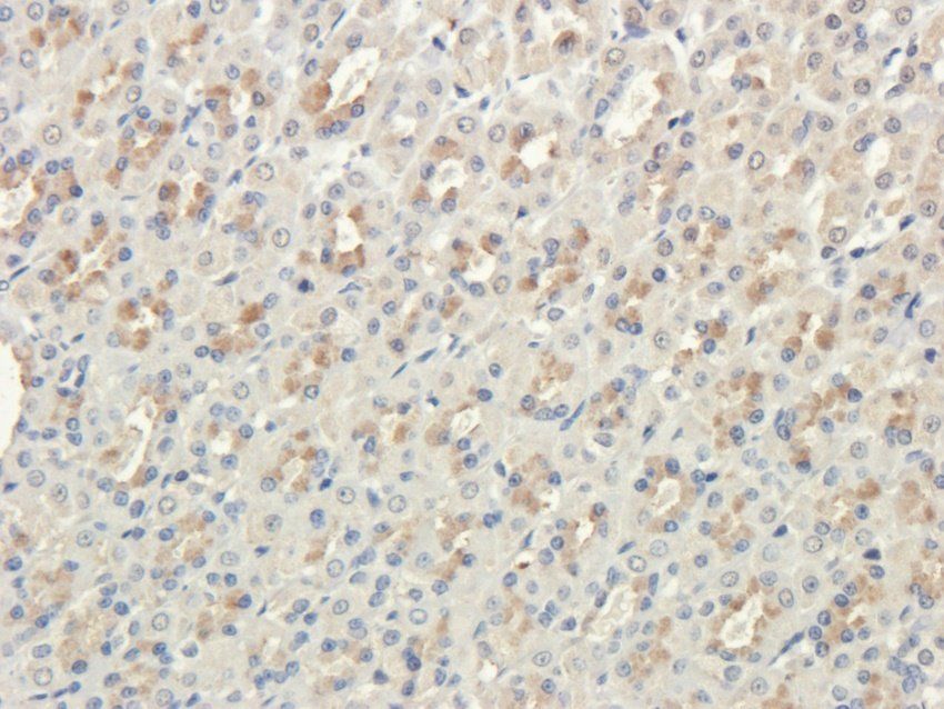 PQBP1 Rabbit Polyclonal Antibody