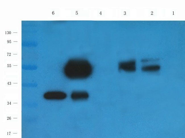 PQBP1 Rabbit Polyclonal Antibody