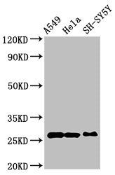 PRDX6 Antibody