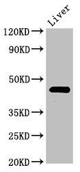 PREB Antibody
