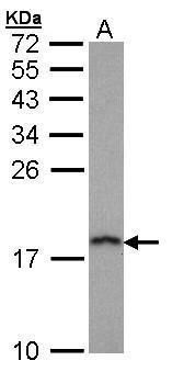 proteasome subunit alpha 7 Antibody