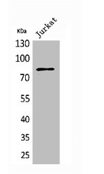 PREP Antibody