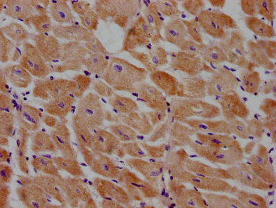 PRICKLE3 Antibody