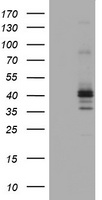 Prion protein PrP Antibody