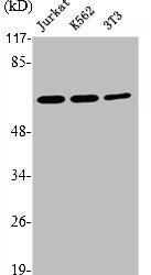 PRKAA1 Antibody