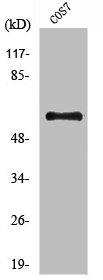 PRKAA1/PRKAA2 Antibody