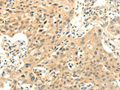 PRKACG Antibody