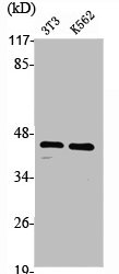 PRKAR1A Antibody