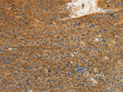 PRKCA Antibody