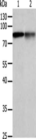 PRKCA Antibody