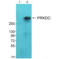 PRKDC Antibody