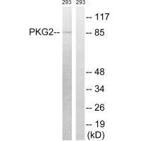 PRKG2 Antibody