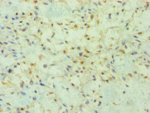 PRMT2 Antibody