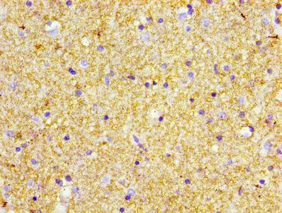 POMC Antibody