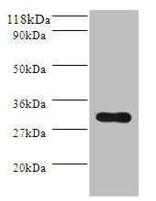POMC Antibody