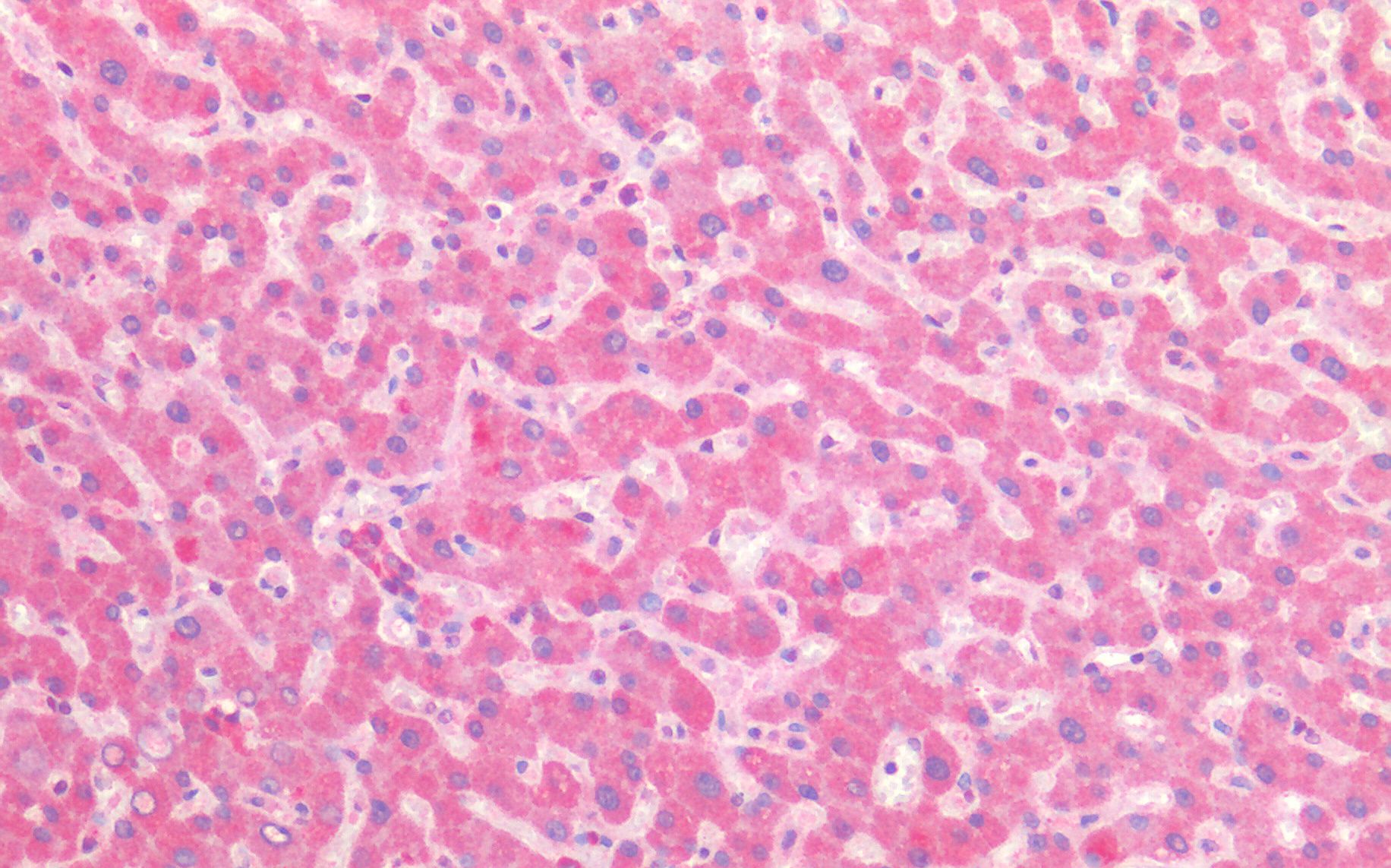 CYB5R3/Dia 1 (mouse) Antibody