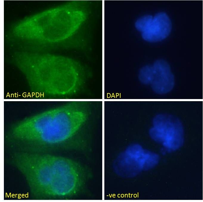 GAPDH (Internal) Antibody