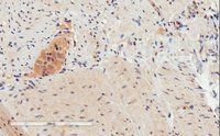 GPR120 Antibody