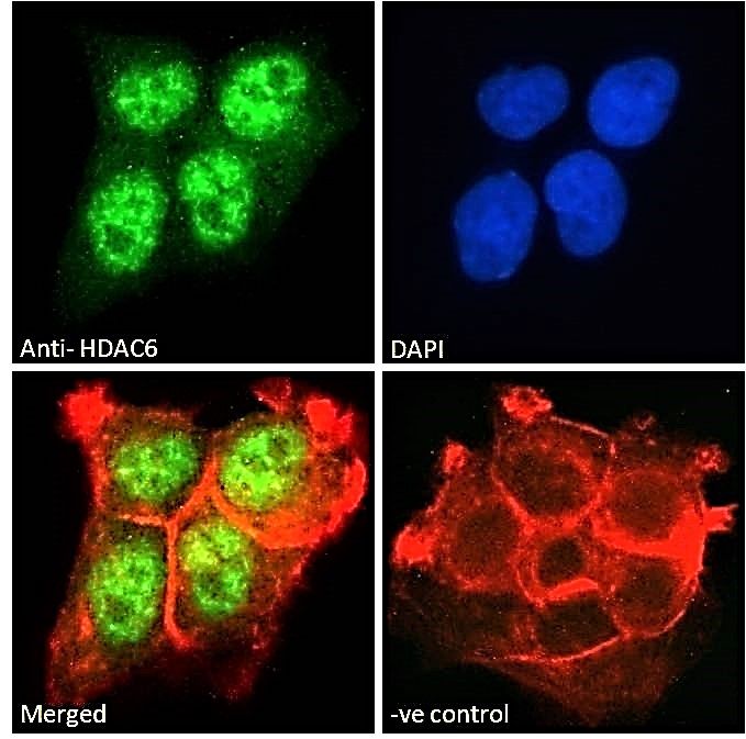 HDAC6 Antibody
