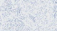 NPR3 (aa520-533) Antibody