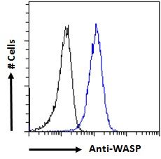 Wiskott-Aldrich Syndrome/WASP Antibody