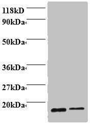 PFN1 Antibody