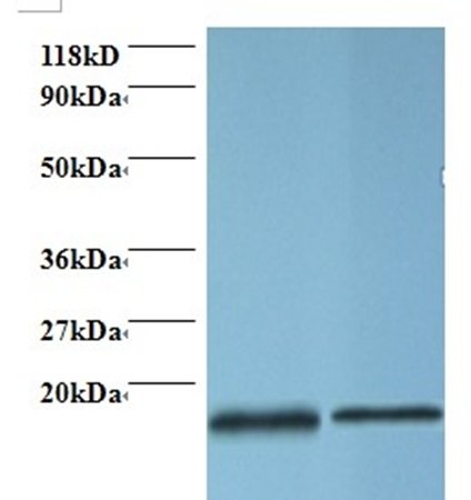 PFN1 Antibody (Biotin)