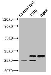 PHB Antibody