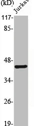 PROKR1 Antibody