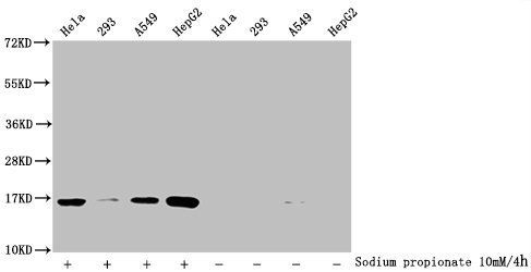 Propionyl-HIST1H3A (K23) Antibody
