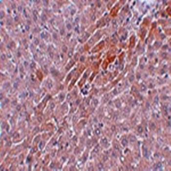 Prosapip2 Rabbit Polyclonal Antibody